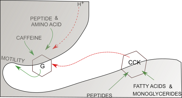 hormonal controls